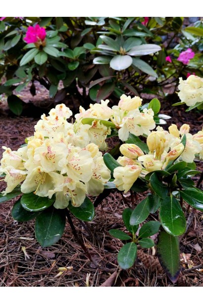 Рододендрон Каннингемс Уайт 